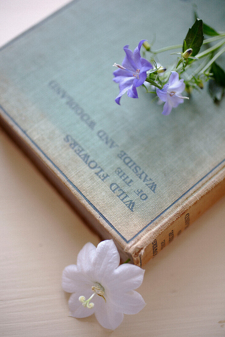Lila und weiße Blumen auf botanischem Buch