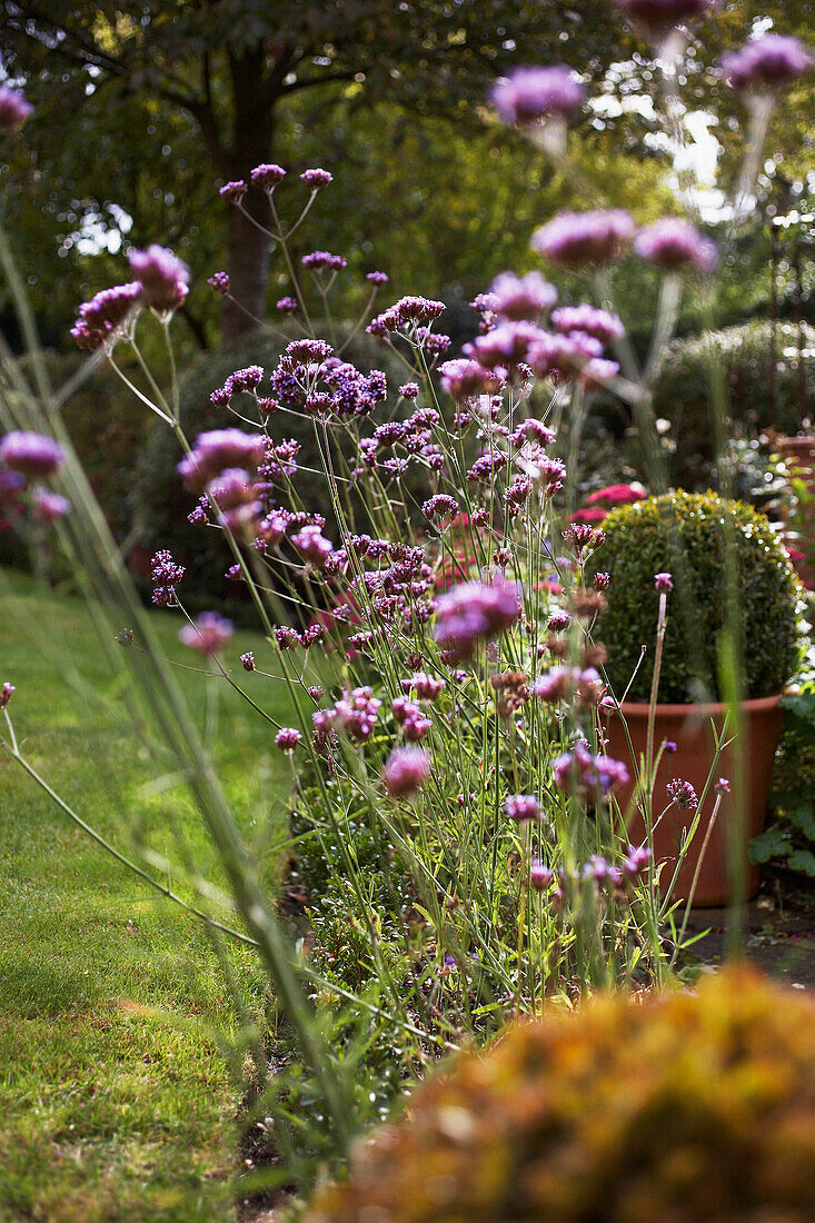 Sonnenbeschienenes Blumenbeet im Hintergarten mit Gras
