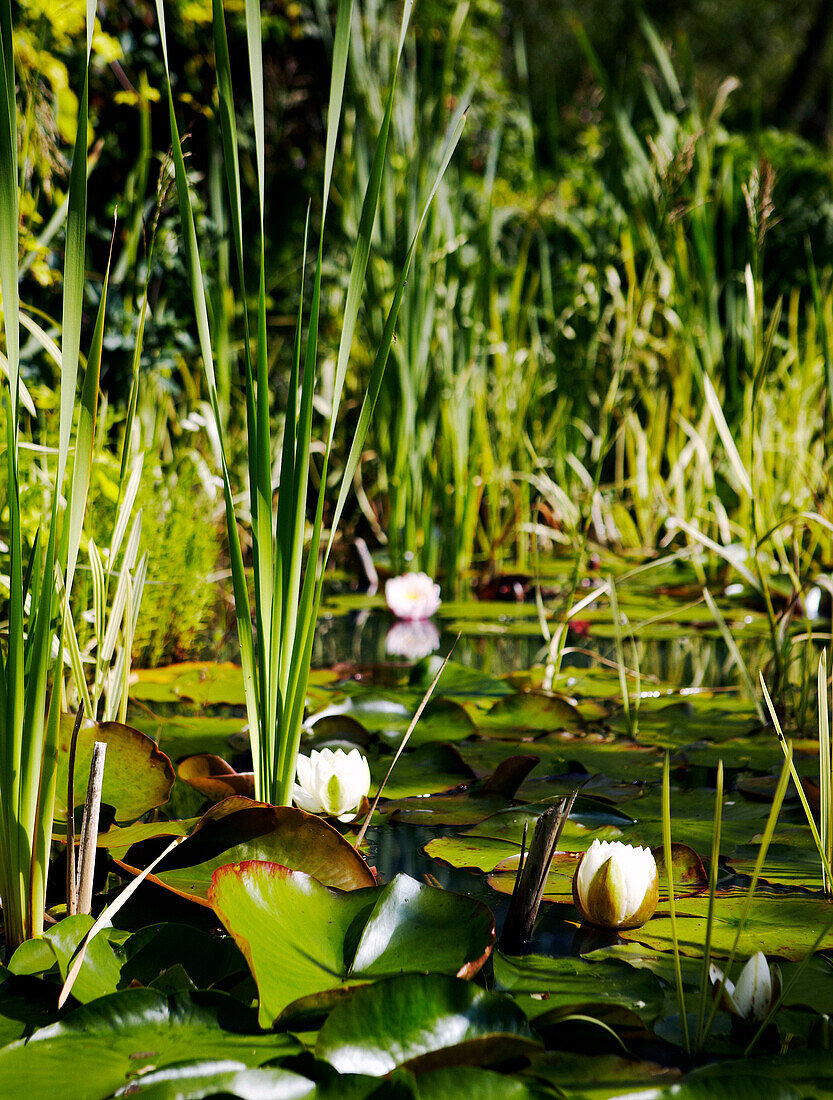Seerosen auf einem Teich in Yorkshire
