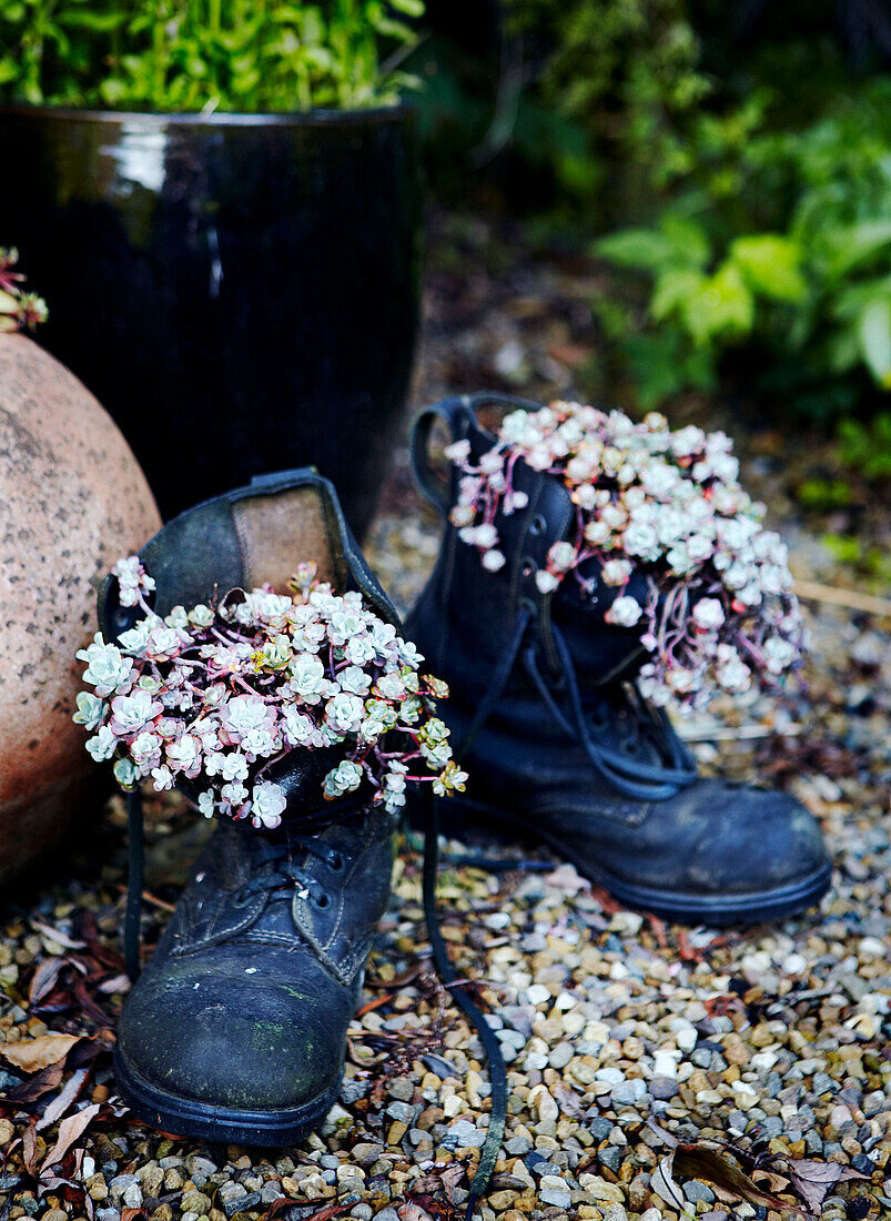 Blumen wachsen in alten Stiefeln Yorkshire
