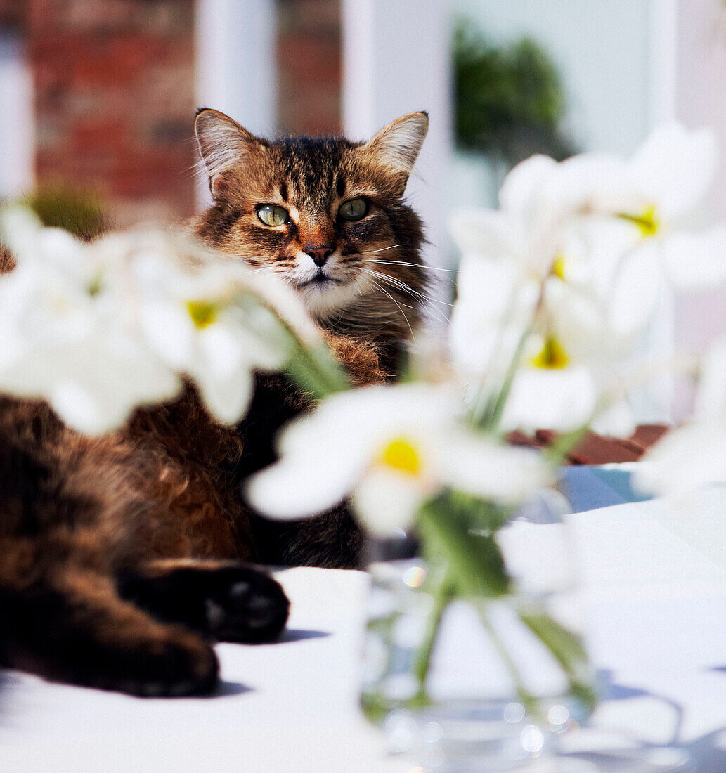 Cat lying with daffodils