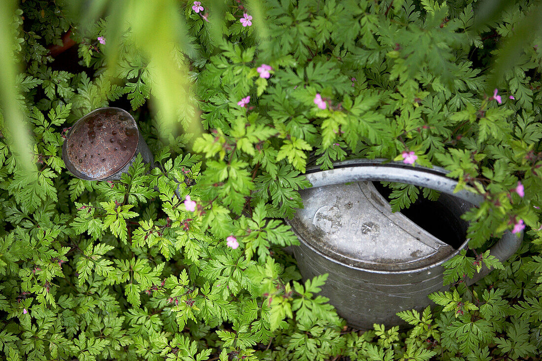Metal watering can in overgrown garden