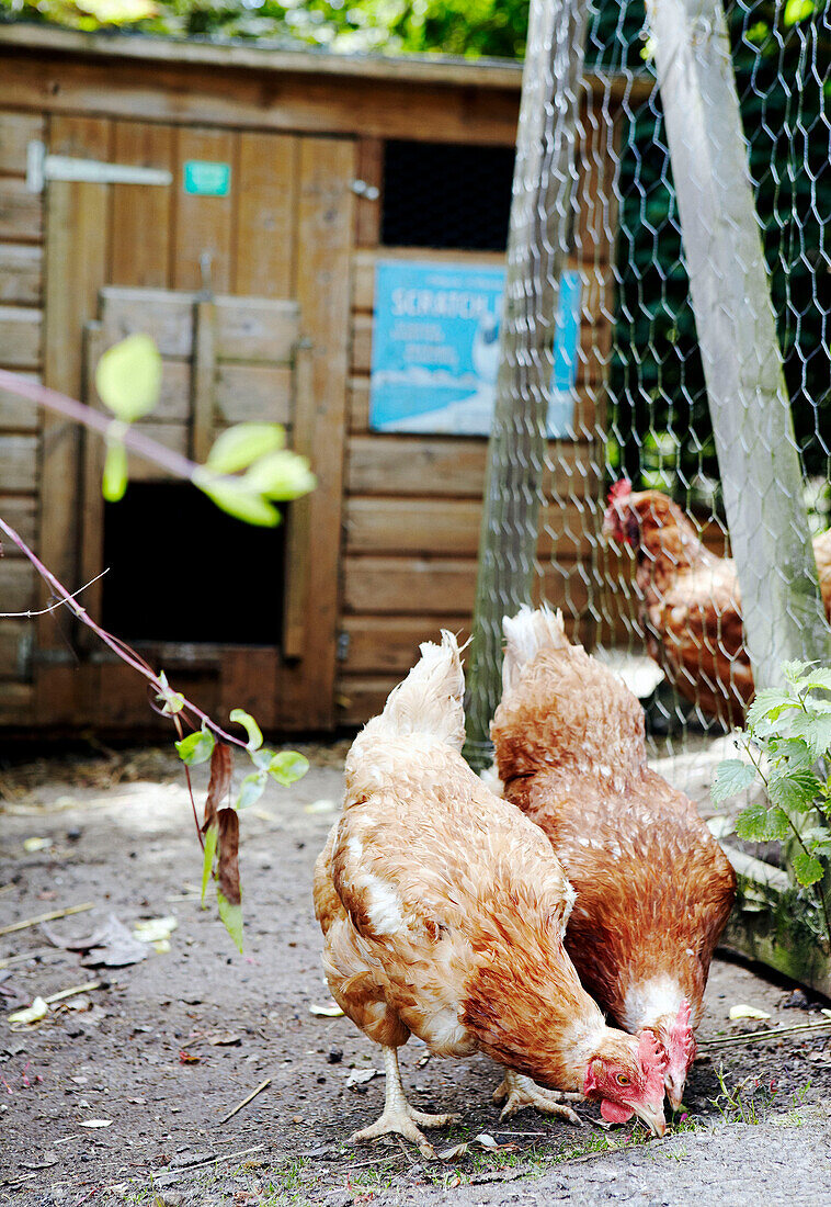 Chickens peck ground near hen coop