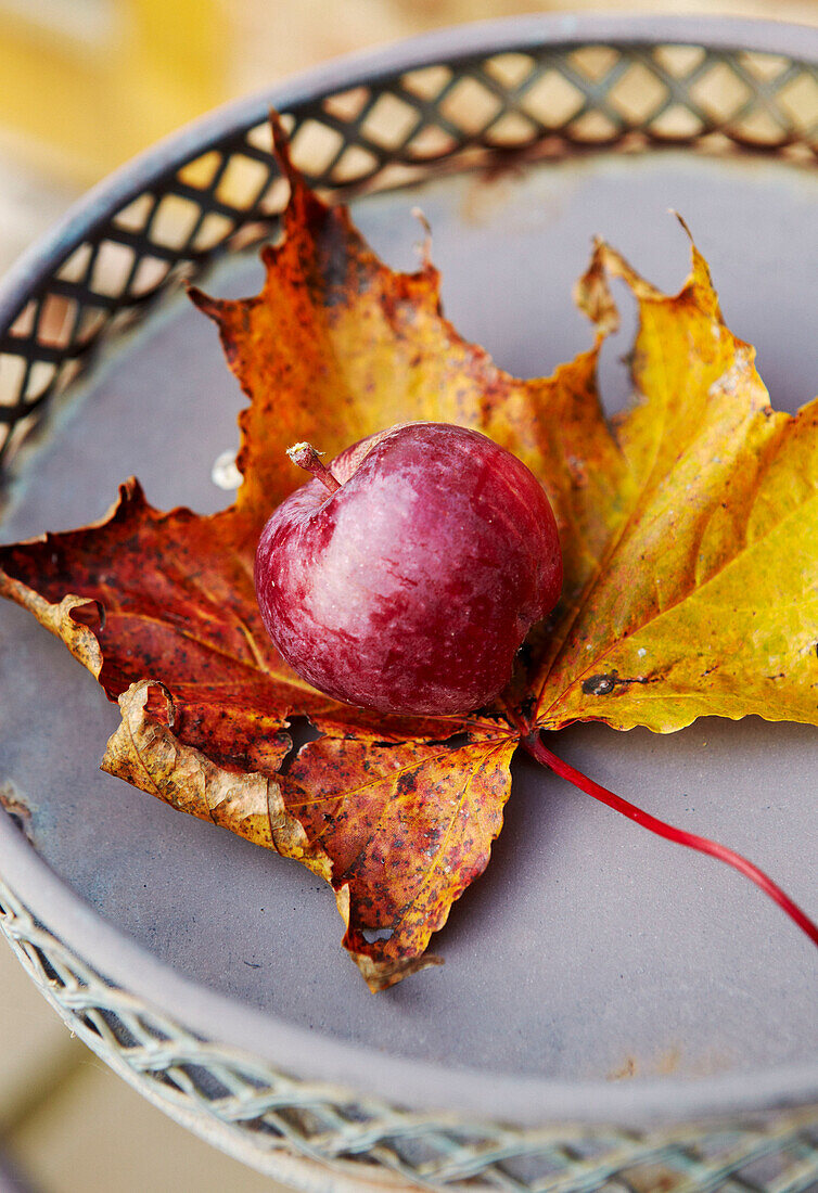 Plum and autumn leaf on metal garden tray