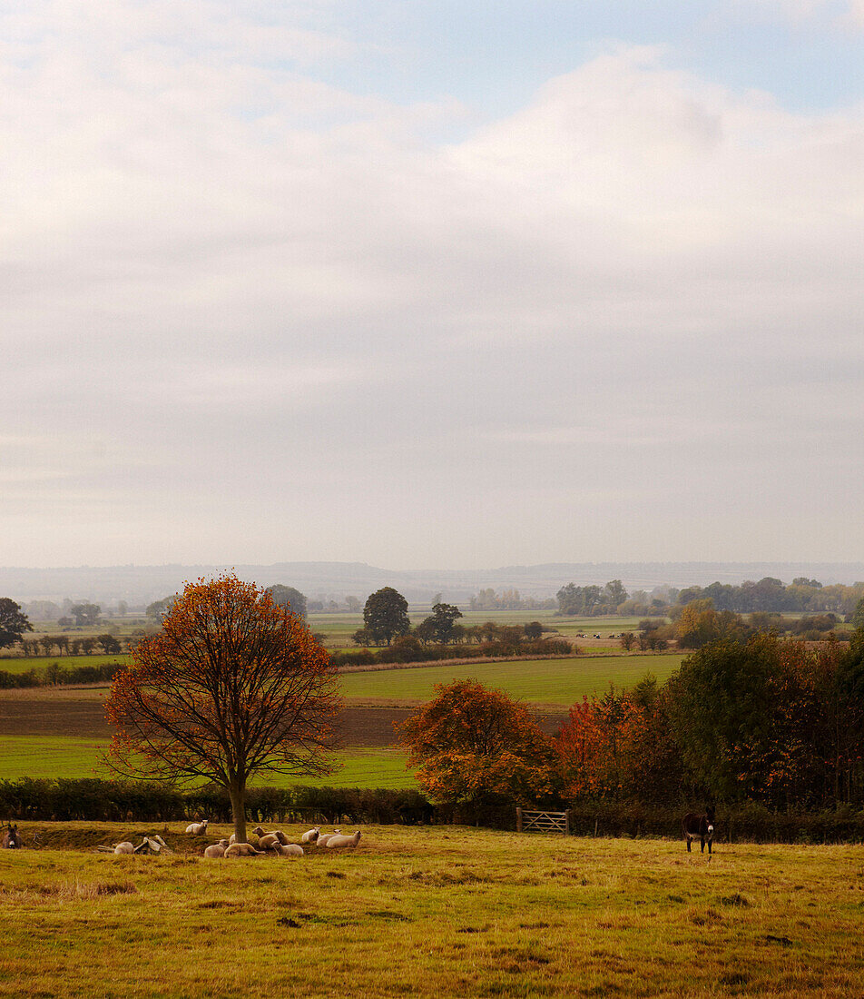 Schaf sitzt unter einem Baum auf einem Feld in ländlicher Umgebung