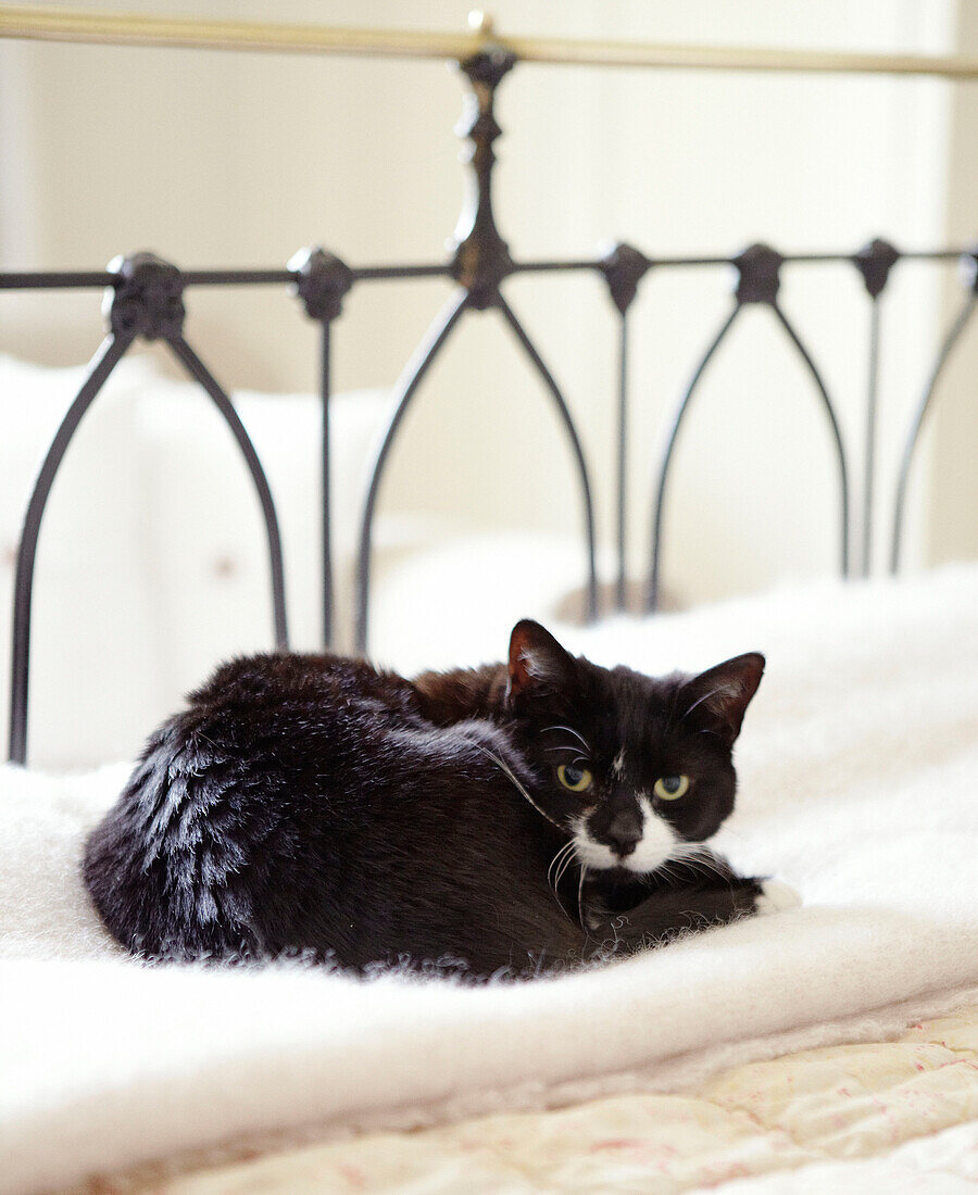 Schwarze Katze, zusammengerollt auf einer weißen Decke im Bett eines Landhauses