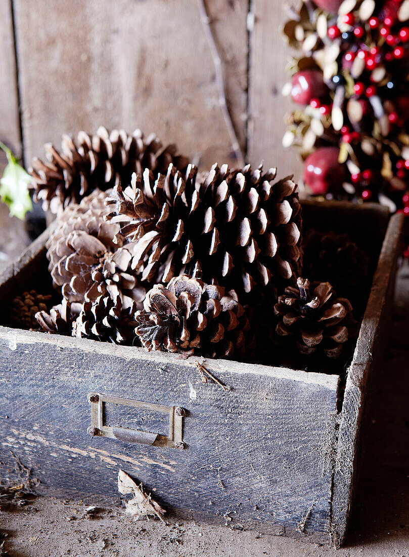 Pine cones in old wooden drawer