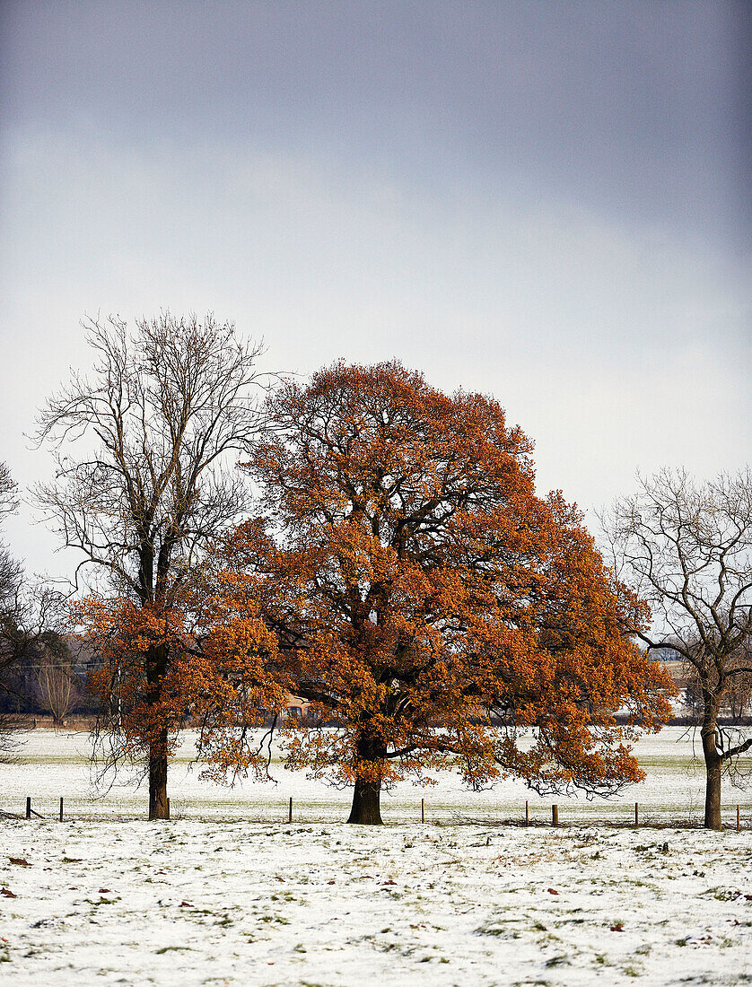 Tree stands in winter landscape with frost