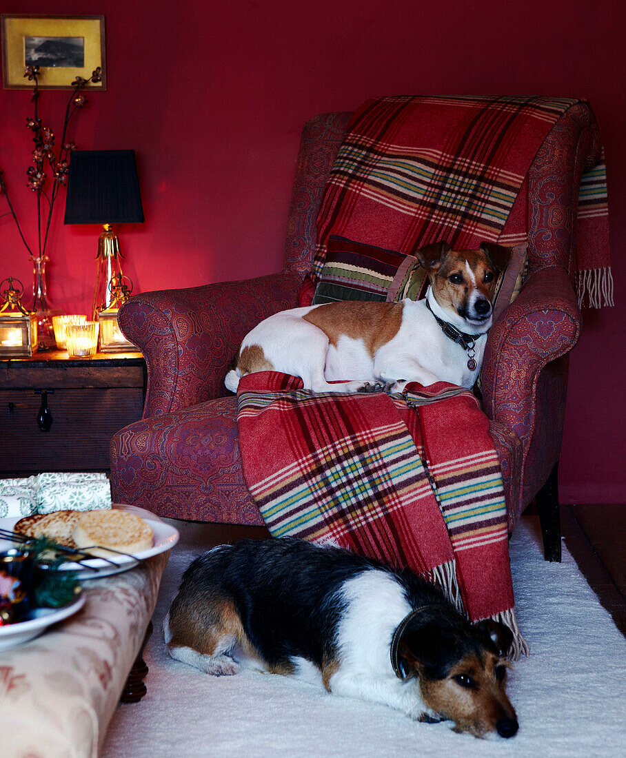 Two dogs sit at fireside of country home