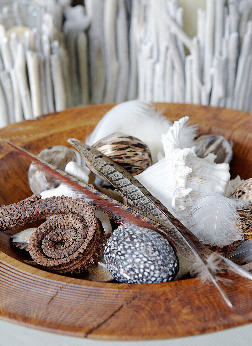 Seashells and feathers in wooden bowl Hampshire home England UK
