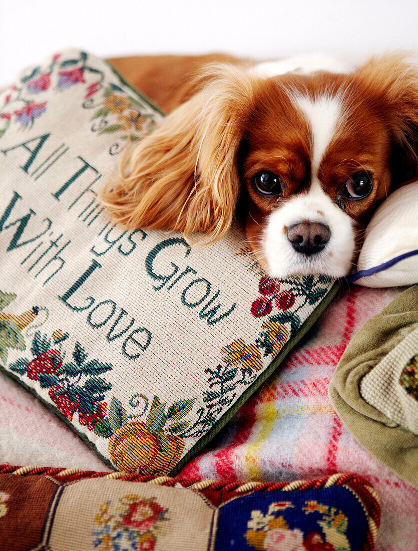 Dog with embroidered cushion
