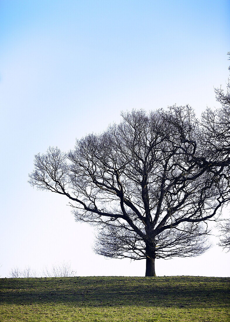 Einsamer Baum auf einem ländlichen Hügel in Surrey, England, UK