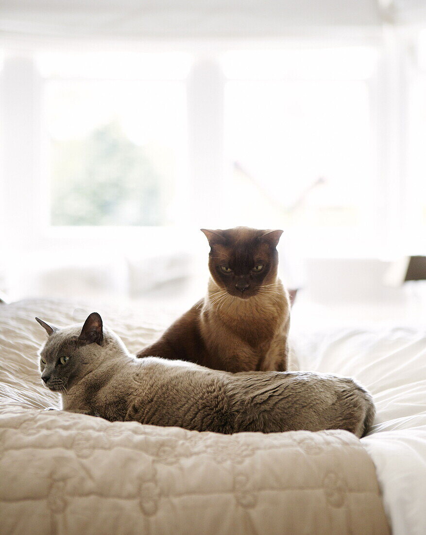 Zwei Katzen auf einem gesteppten Doppelbett in einem Haus in Harrogate Yorkshire England UK