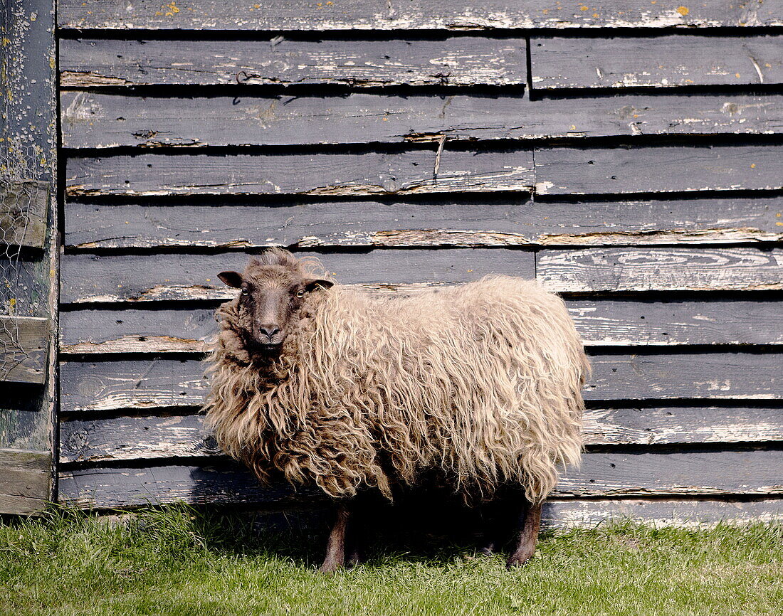 Sheep in Abbekerk Dutch province of North Holland in the municipality of Medemblik