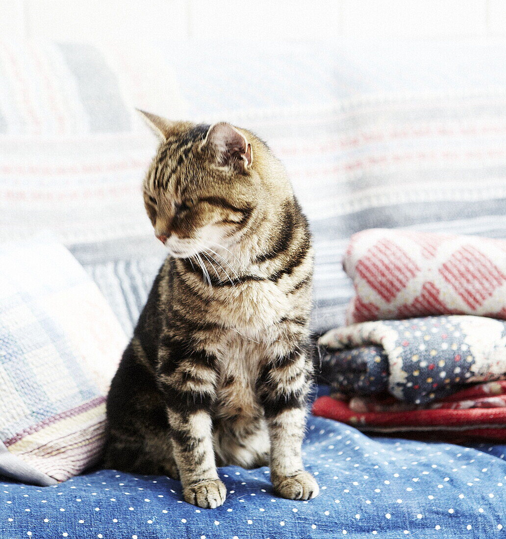 Katze mit gefalteten Decken in Wohnzimmererweiterung eines Londoner Hauses, UK