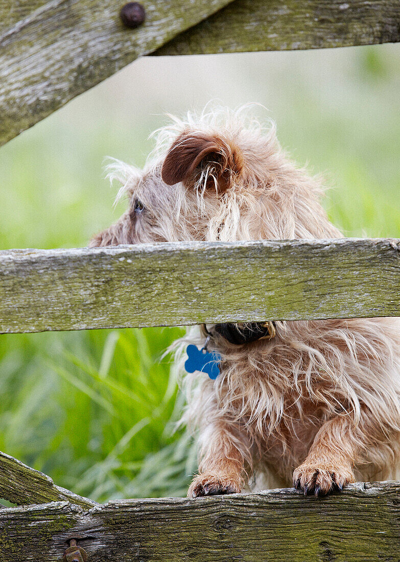 Hund am Holztor im ländlichen Oxfordshire, England, Vereinigtes Königreich