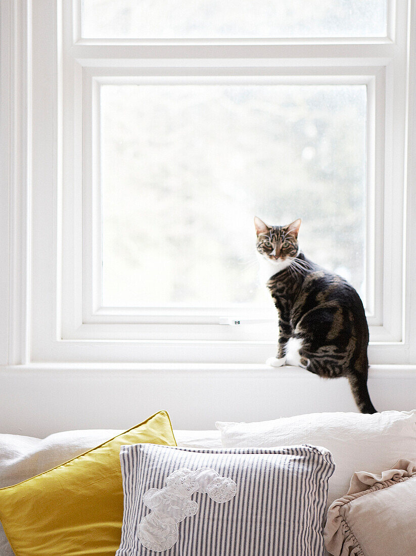 Katze sitzt auf der Fensterbank eines Wohnzimmers über dem Sofa mit gelbem Kissen in einem Haus in Hastings, East Sussex, UK