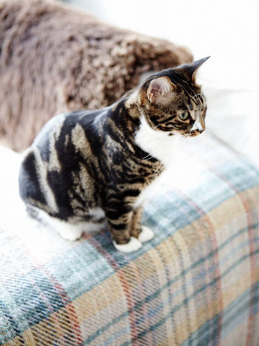 Pet cat sits on tartan blanket over sofa in Hastings home, East Sussex, UK