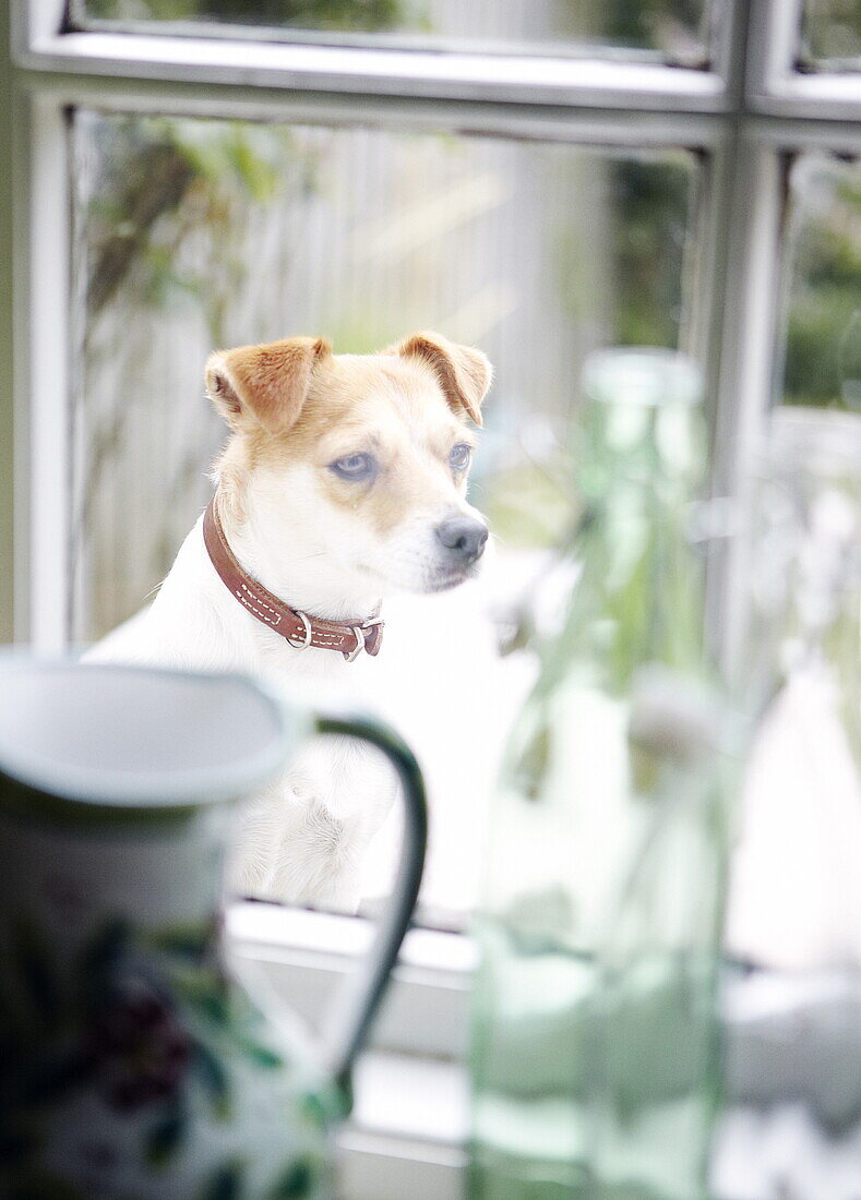 Haustierhund durch das Fenster eines Bauernhauses gesehen, Oxfordshire, England, UK