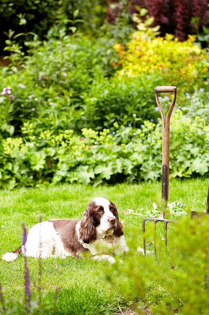 Hund und Gartengabel im Garten in Surrey, England UK