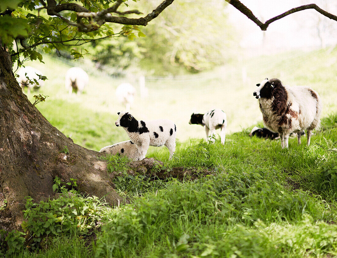 Weidende Schafe auf einem Bauernhof in Derbyshire, England, UK