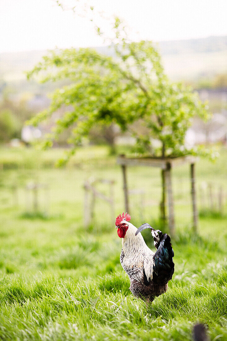Cockerel stands alone in rural Derbyshire farmland England UK