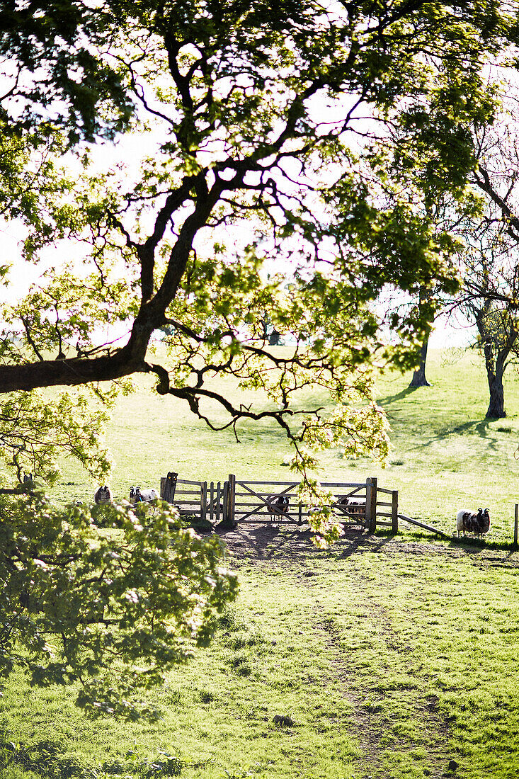 Sheep at gate in field rural Derbyshire farmland England UK