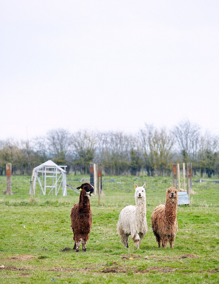 Drei Lamas stehen auf einem Feld in Nottinghamshire England UK