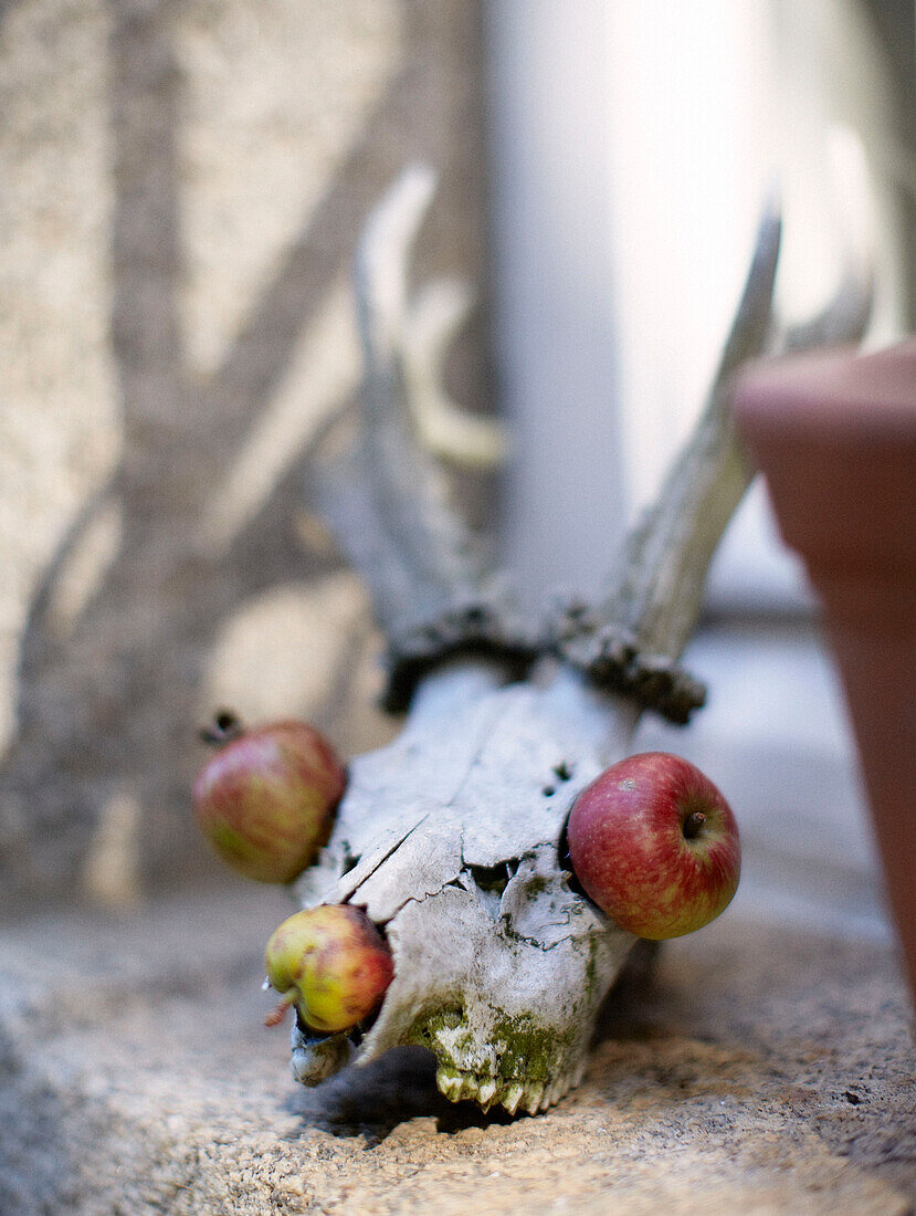 Äpfel in den Augenhöhlen eines Tierschädels auf der Fensterbank eines bretonischen Bauernhauses Frankreich