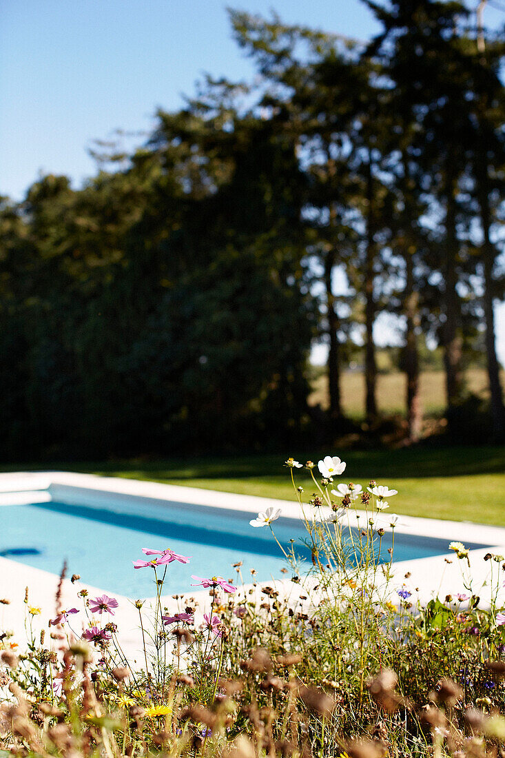 Wildblumen blühen am Pool in der Bretagne Frankreich