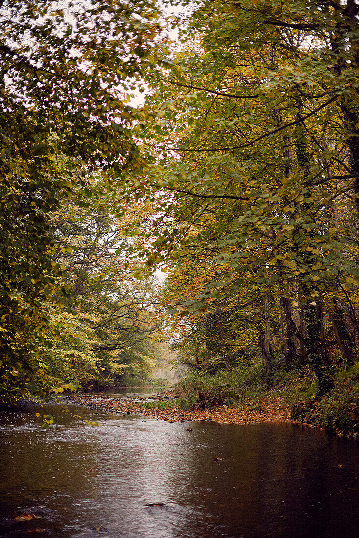 Herbstbäume über einem Fluss in Schottland UK