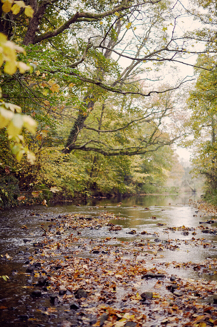 Zweige von Herbstbäumen mit gefallenen Blättern in einem Fluss Schottland UK