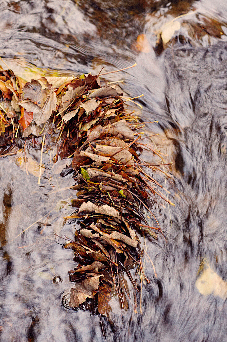 Herbstblätter in einem Fluss in Schottland UK