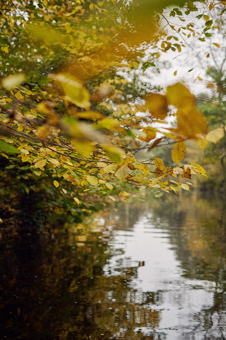 Autumn trees reflecting over still river in Scottish Borders UK