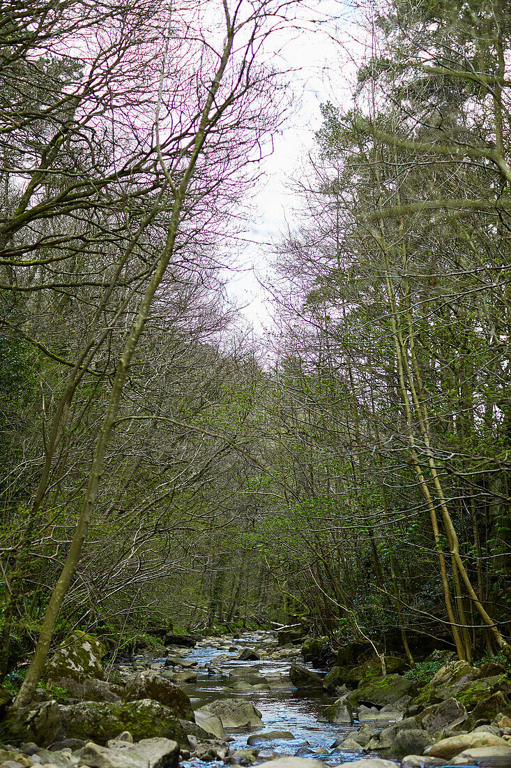 Wald und Fluss in Northumbria, UK