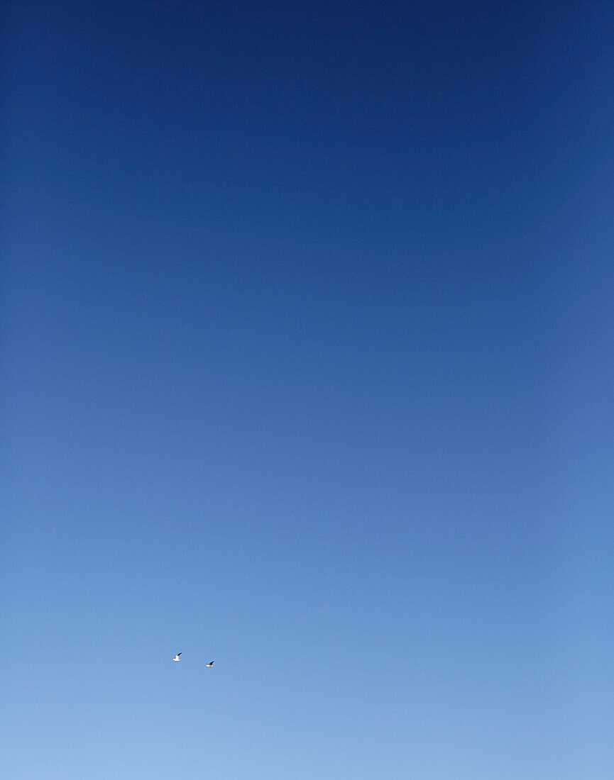 Two gulls fly across clear blue sky in County Sligo Connacht Ireland