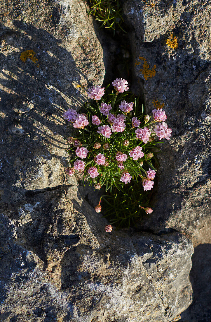 Rosa blühende Pflanze auf Küstenfelsen in der Grafschaft Sligo in Connacht, Irland