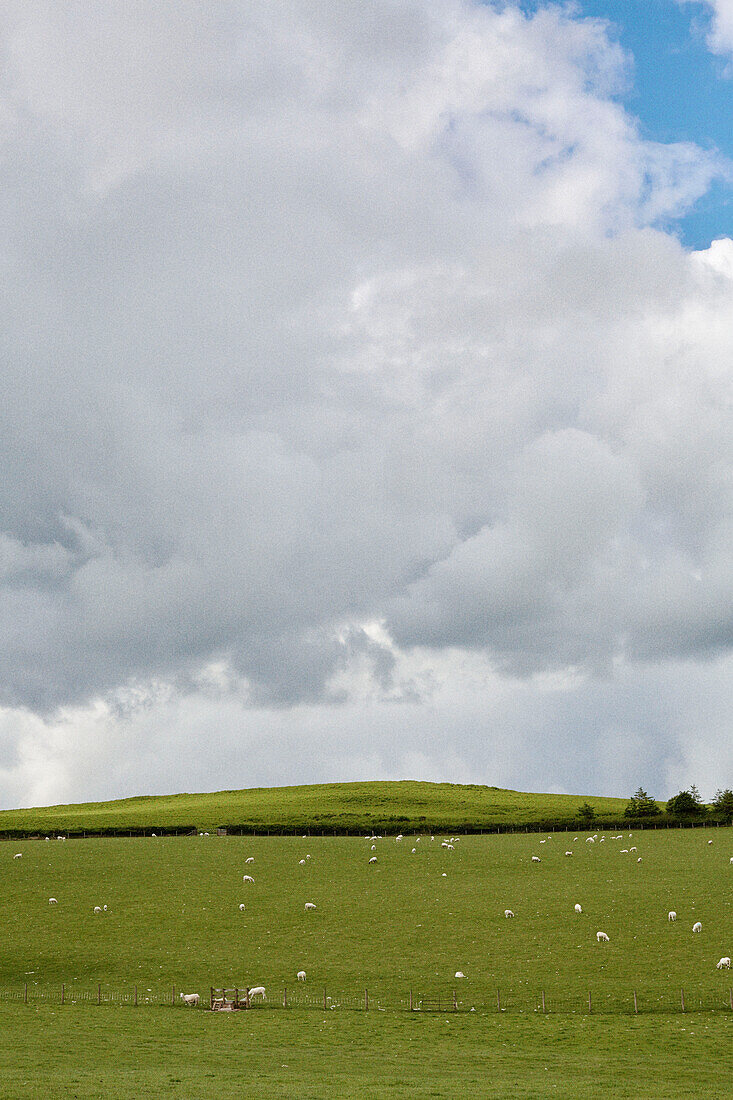 Sheep on rural Herefordshire hillside, UK
