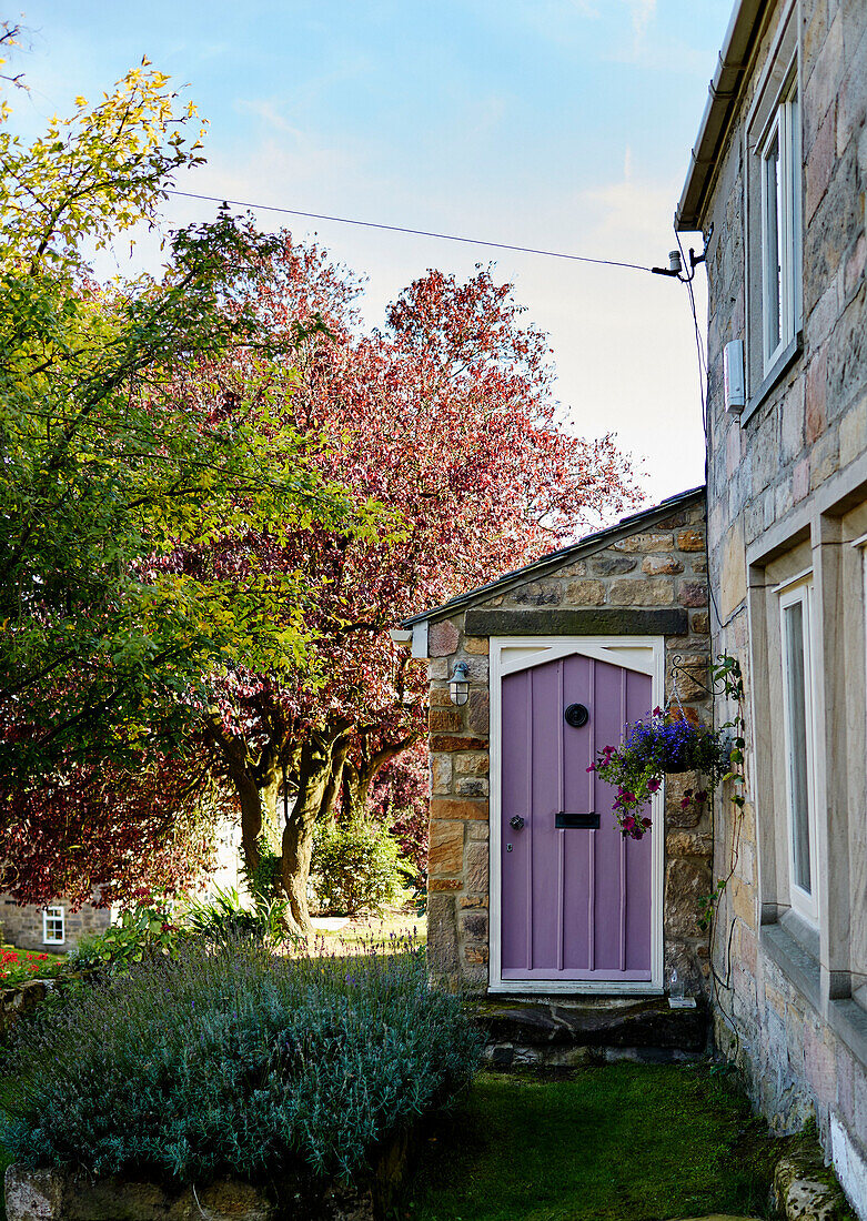 Hängender Korb an fliederfarbener Haustür in steinerner Veranda mit Obstbäumen Yorkshire, England, UK