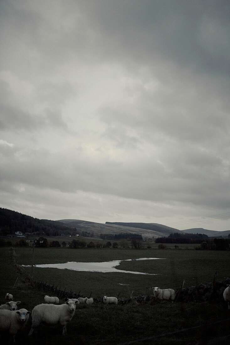 Scottish sheep in rural field under grey sky, UK