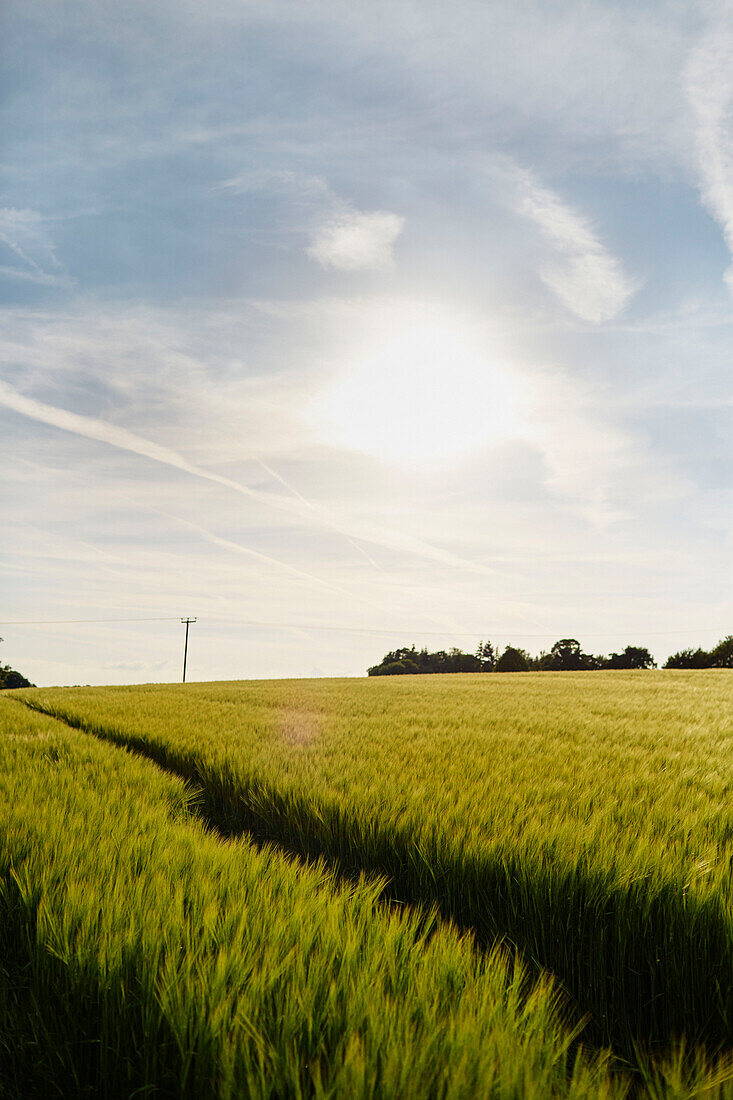 Feld mit Feldfrüchten in der Landschaft von Sandford St Martin in Oxfordshire, UK