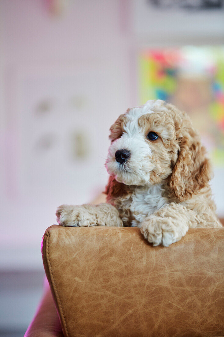 Puppy on sofa in South East London home, UK