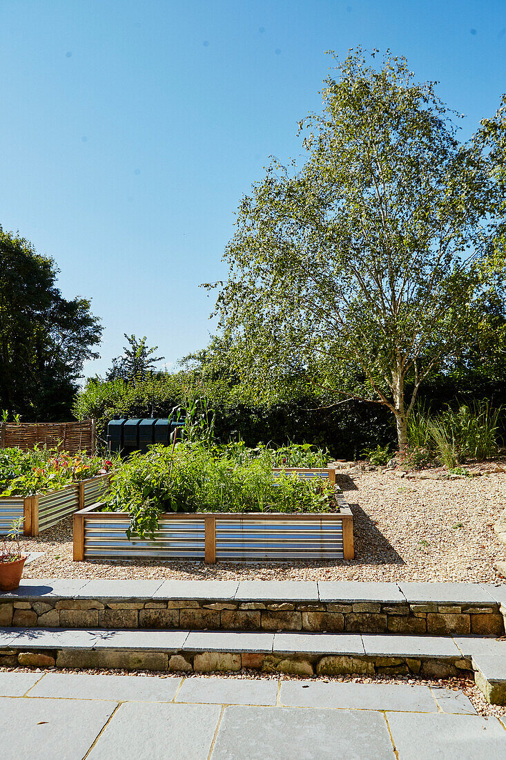 Erhöhte Gemüsebeete und gepflasterte Stufen im Garten in Bath, Wiltshire, UK