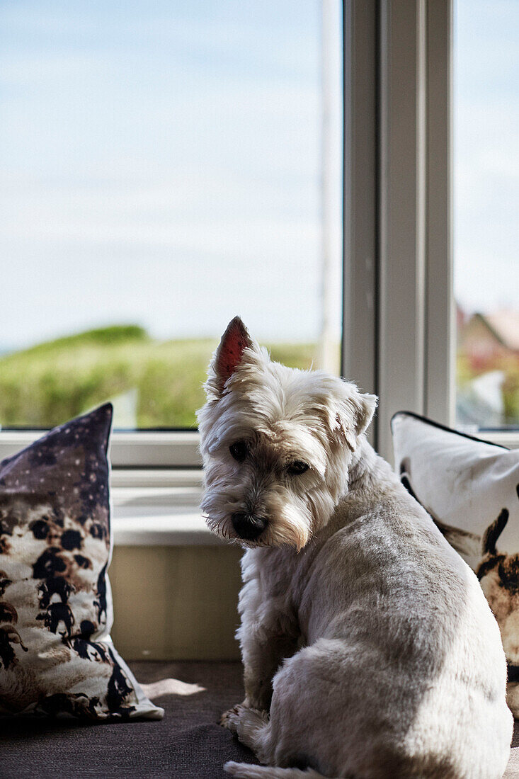 West Highland Terrier blickt von der Fensterbank in das Haus an der Küste in Northumbria, UK