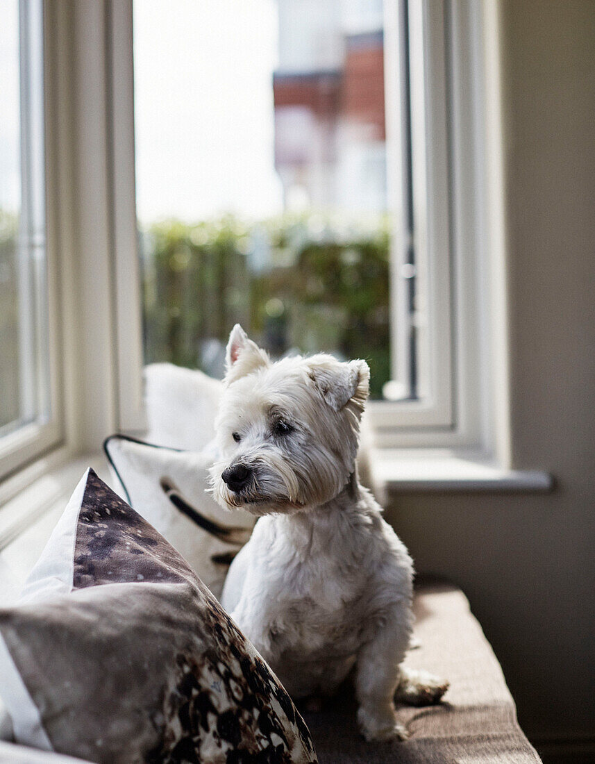 West Highland Terrier looking away on window seat in coastal Northumbrian home, UK