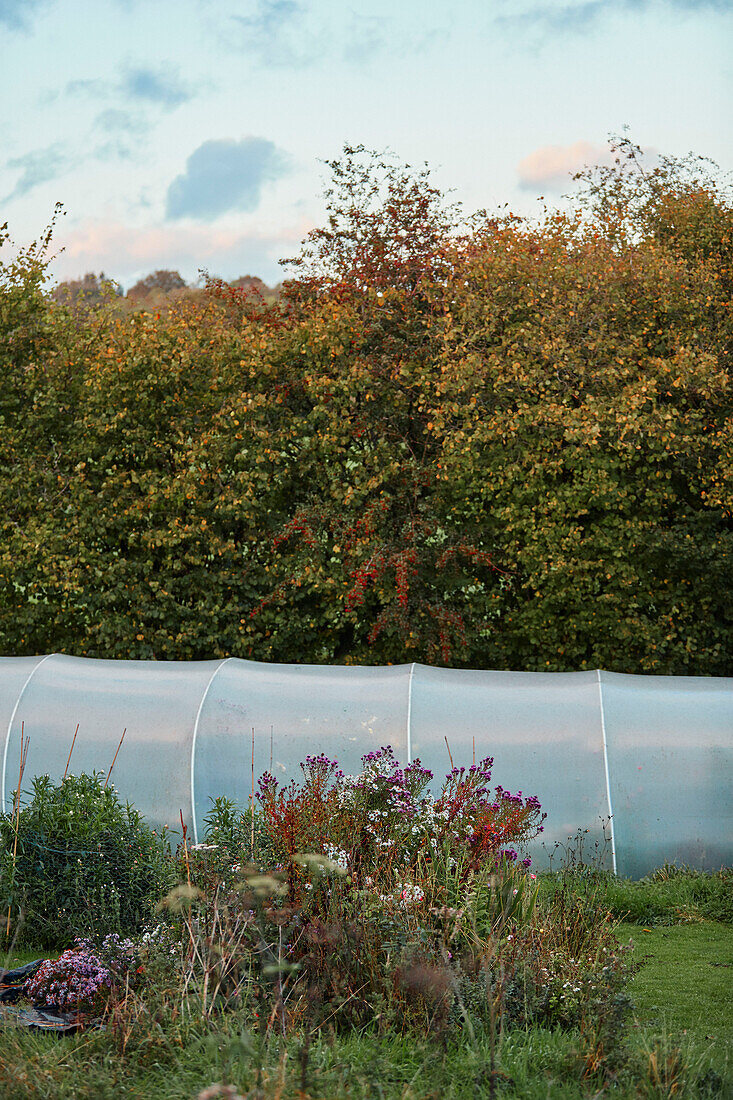 Flowering wildflowers and polytunnel in rural garden on Radnorshire-Herefordshire border