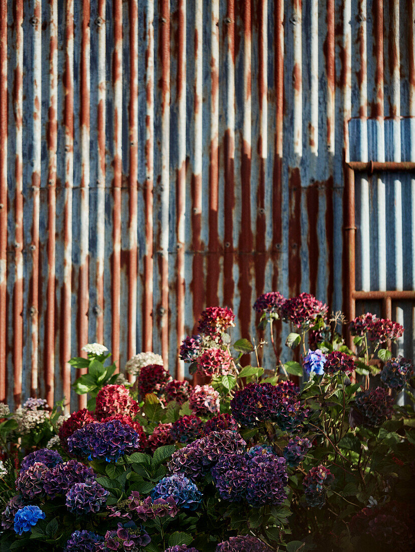Flowering hydrangeas and corrugated metal barn in Radnorshire-Herefordshire borders, UK