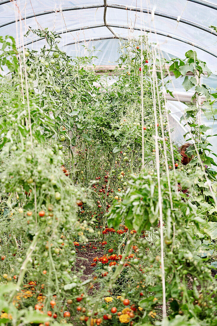 Tomaten wachsen in einem Polytunnel im Küchengarten von Old Lands, Monmouthshire, UK