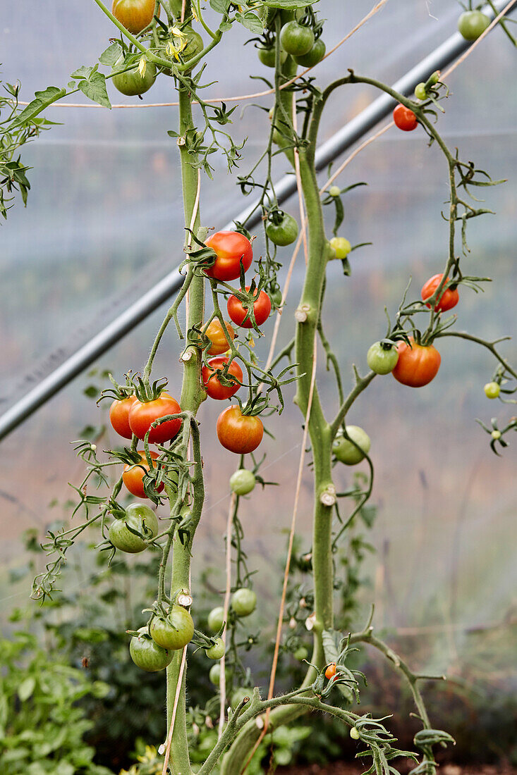 Tomaten an der Rebe im Küchengarten von Old Lands Monmouthshire, UK