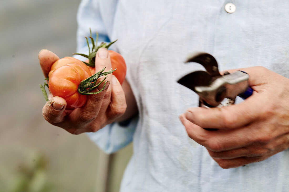 Mann hält Tomaten und Gartenschere im Küchengarten von Old Lands, Monmouthshire, UK